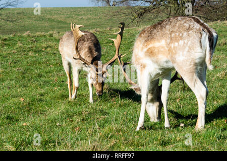Männliche Damhirsch (Dama Dama) Beweidung Stockfoto
