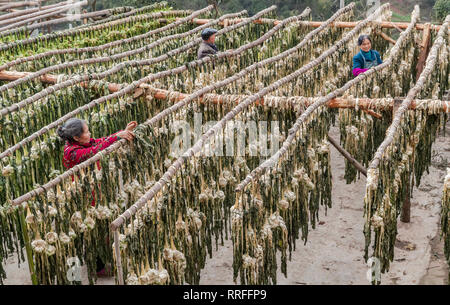 Chongqing, Chongqing, China. 25 Feb, 2019. Chongqing, China - Bauern Prozess gesalzene Gemüse im Südwesten ChinaÃ¢â'¬â"¢s Chongqing Credit: SIPA Asien/ZUMA Draht/Alamy leben Nachrichten Stockfoto