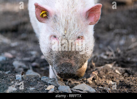 Moritzburg, Deutschland. 25 Feb, 2019. Eine junge pot-bellied Pig steht in seinem Gehäuse im moritzburger Wildgehege. Credit: Monika Skolimowska/dpa-Zentralbild/dpa/Alamy leben Nachrichten Stockfoto