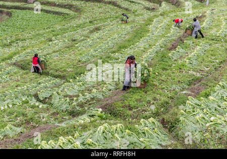 Chongqing, Chongqing, China. 25 Feb, 2019. Chongqing, China - Bauern Prozess gesalzene Gemüse im Südwesten ChinaÃ¢â'¬â"¢s Chongqing Credit: SIPA Asien/ZUMA Draht/Alamy leben Nachrichten Stockfoto