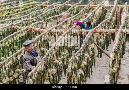 Chongqing, Chongqing, China. 25 Feb, 2019. Chongqing, China - Bauern Prozess gesalzene Gemüse im Südwesten ChinaÃ¢â'¬â"¢s Chongqing Credit: SIPA Asien/ZUMA Draht/Alamy leben Nachrichten Stockfoto