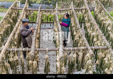 Chongqing, Chongqing, China. 25 Feb, 2019. Chongqing, China - Bauern Prozess gesalzene Gemüse im Südwesten ChinaÃ¢â'¬â"¢s Chongqing Credit: SIPA Asien/ZUMA Draht/Alamy leben Nachrichten Stockfoto