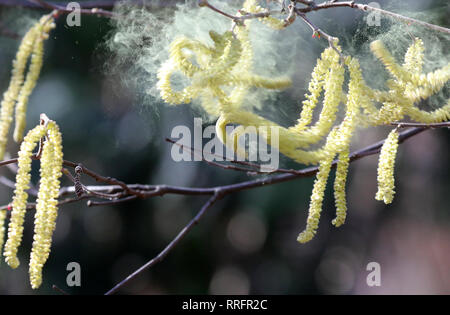 Berlin, Deutschland. 25 Feb, 2019. Pollen von hazels Fliegen durch einen Park im Bezirk Mitte bei Temperaturen um die 12 Grad Celsius. Patienten, die allergisch gegen Baum Pollen sind die Pollen fliegen früher. Baumpollen spielt eine wichtige Rolle für Allergiker. (Zu dpa "mild Winter, starke Blüte - Heuschnupfen plagen Millionen von Deutschen") Quelle: Wolfgang Kumm/dpa/Alamy leben Nachrichten Stockfoto