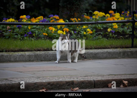 London, Großbritannien. 26 Feb, 2019. Larry, der Downing Street cat Wanderungen bis die Straße vorbei an bunten Blumenbeeten als Minister für die wöchentliche Kabinettssitzung am 10 Downing Street in London eintreffen. Credit: Keith Larby/Alamy leben Nachrichten Stockfoto