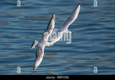 Mainz, Deutschland. 26 Feb, 2019. Zwei schwarz-headed Möwen fliegen über den Rhein im hellen Sonnenschein. Auch in den kommenden Tagen das Wetter sollte seine frühlingshaften Seite zeigen. Credit: Boris Roessler/dpa/Alamy leben Nachrichten Stockfoto