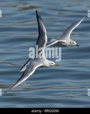 Mainz, Deutschland. 26 Feb, 2019. Zwei schwarz-headed Möwen fliegen über den Rhein im hellen Sonnenschein. Auch in den kommenden Tagen das Wetter sollte seine frühlingshaften Seite zeigen. Credit: Boris Roessler/dpa/Alamy leben Nachrichten Stockfoto