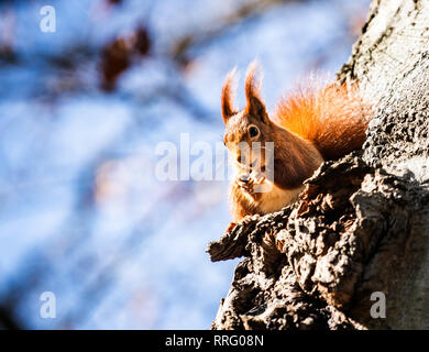 26. Februar 2019, Hessen, Frankfurt/Main: Ein Eichhörnchen sitzt auf einem Baum im Günthersburgpark und wärmt sich in der Sonne. Foto: Frank Rumpenhorst/dpa Stockfoto