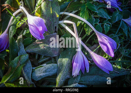 Krokusse im Frost, close-up Stockfoto