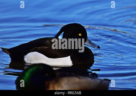 Reiherente (Aythya fuligula) Schwimmen in der Moldau in Prag Stockfoto