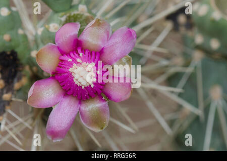 Jumping Cholla, Cylindropuntia fulgida, Blossom Stockfoto