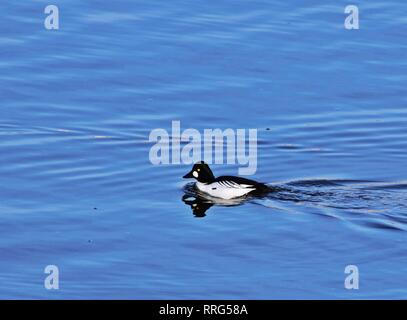 Schellente (Bucephala clangula) männliche Schwimmen in der Moldau in Prag Stockfoto