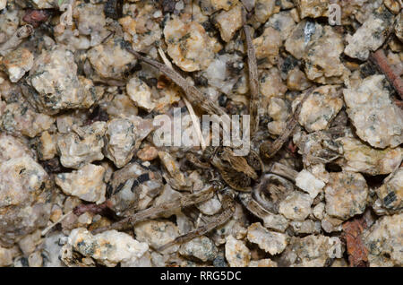 Wolf Spider, alopecosa Kochi, am Fuchsbau Stockfoto