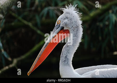 Das Porträt einer Krauskopfpelikan Stockfoto