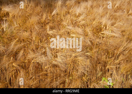 Botanik, Gerste (Hordeum vulgare), Maisfeld, Deutschland, Additional-Rights - Clearance-Info - Not-Available Stockfoto