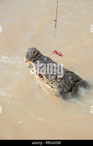 Australische Salzwasser Krokodil greifen rohes Fleisch aus Angelschnur in den Adelaide River im Mittelpunkt, Northern Territory, Australien Stockfoto