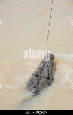 Australische Salzwasser Krokodil greifen rohes Fleisch aus Angelschnur in den Adelaide River im Mittelpunkt, Northern Territory, Australien Stockfoto