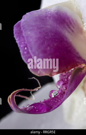 Das Makro Foto von Wassertropfen auf einer schönen Orchidee. Stockfoto