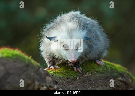 8 Monate altes junges Opossum im Howell Nature Center (Rehabilitationszentrum für Wildtiere) Stockfoto