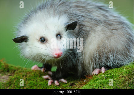 8 Monate altes junges Opossum im Howell Nature Center (Rehabilitationszentrum für Wildtiere) Stockfoto