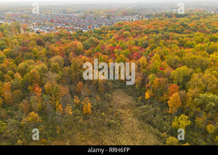 Luftaufnahme der Wohnsiedlung neben einem Naturschutzgebiet in Sterling Heights, Michigan, USA, Nordamerika Stockfoto