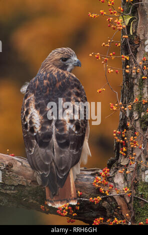 Red-tailed Hawk, Buteo jamaicensis, (Captive in Wildlife Rehabilitation Centre) mit bittersüßen Beeren, Michigan Stockfoto