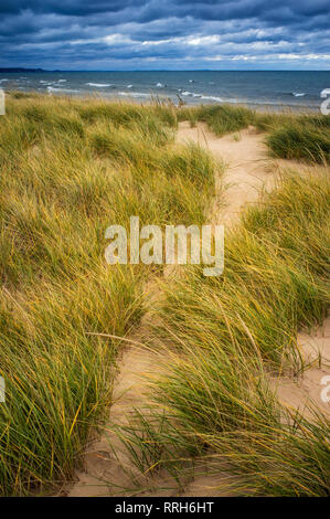 Gräser auf windigen Tag am Lake Michigan Strand, Ludington State Park, Michigan Stockfoto