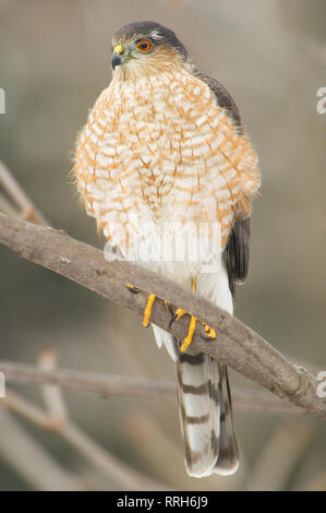 Coopers Hawk (Accipiter cooperii), Sterling Heights, Michigan, USA Stockfoto