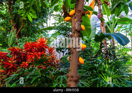 Kakaobaum im Tropenhaus Stockfoto