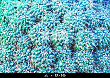 Mammillaria compressa Cactus Textur getönt Stockfoto