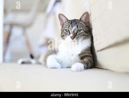 Süßes Katzen-Porträt auf dem Boden Stockfoto