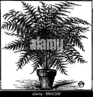 . Floristen Review [microform]. Blumenzucht. 106 Die Rorists'' Review Januarv G, 1921. Bitte beachten Sie, dass diese Bilder sind von der gescannten Seite Bilder, die digital für die Lesbarkeit verbessert haben mögen - Färbung und Aussehen dieser Abbildungen können nicht perfekt dem Original ähneln. extrahiert. Chicago: Floristen Pub. Co Stockfoto