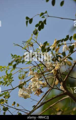 Drumstick Blumen oder Moringa oleifera in Kalkutta, Indien. Stockfoto
