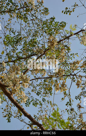 Drumstick Blumen oder Moringa oleifera in Kalkutta, Indien. Stockfoto