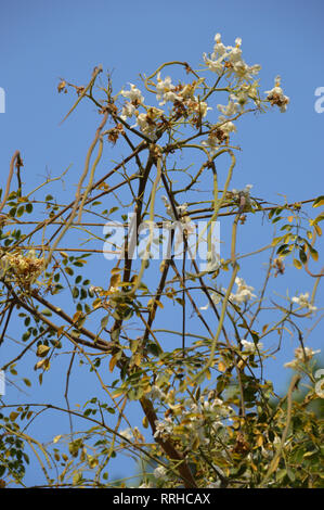 Drumstick Blumen oder Moringa oleifera in Kalkutta, Indien. Stockfoto