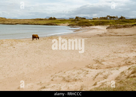 Kühe auf remote Firemore Strand, Wester Ross, Scottish Highlands, Großbritannien Stockfoto