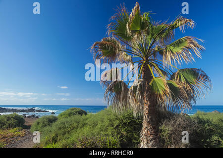 Single Palmen an der felsigen Küste, im Sommer, im Valle Gran Rey, La Gomera, Kanarische Inseln, Spanien Stockfoto