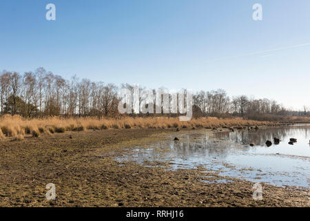 Wasserknappheit an einem See bei Cartierheide im Winter, bedingt durch 2018 sommerliche Dürre und einen trockenen Winter. Niederlande. Stockfoto