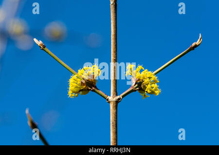 Die hellgelben Blüten einer Cornelienkirsche (Cornus MAS) Stockfoto