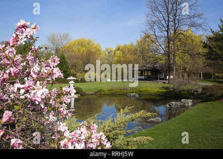 Rosa blühende Magnolienbäume und Teich, umrandet von Salix - Weinende Weidenbäume und der Aussichtspavillon im Japanischen Garten Im Frühling Stockfoto