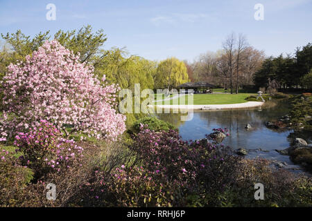 Rosa blühende Magnolienbäume und Teich, umrandet von Salix - Weinende Weidenbäume und der Aussichtspavillon im Japanischen Garten Im Frühling Stockfoto