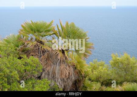 Europäische fan Palms / Mediterran Zwerg Palmen/Zwerg Ventilator Palmen (Chamaerops humilis) wächst an der Küste Hügel, in der Nähe von Arta, Mallorca, Spanien, August. Stockfoto