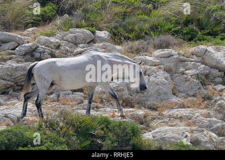 Wildes Pferd (Equus caballus) zu Fuß auf felsigen Buschland Hügel, in der Nähe von Arta, Mallorca, Spanien, August. Stockfoto