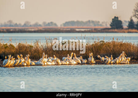 Eine Herde von Amerikanischen weiße Pelikane (Pelecanus erythrorhynchos) ruht während der Migration mit einem Weißkopfseeadler im Blackwater National Wildlife Refuge. Maryla Stockfoto