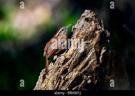 Dieses kleine Carolina Wren kann seinen Kopf zurück werfen und den Wald mit seinen schönen Song füllen. Stockfoto