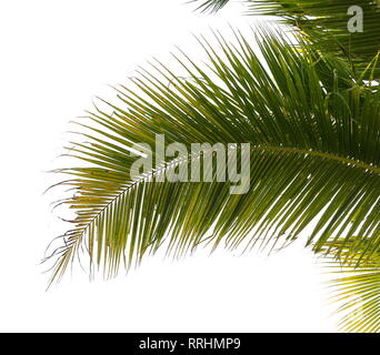 Unter der Kokospalme und Kokosblättern auf einem weißen Hintergrund. Stockfoto