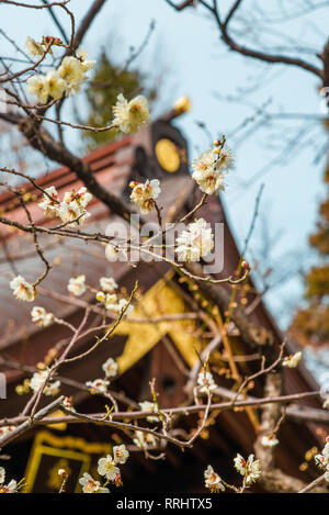 Der Frühling kommt in Japan. Atago Schrein Shogun Baum Pflaumenblüten blühen markiert das Ende des Winters und den Beginn des Frühlings in Tokio Stockfoto