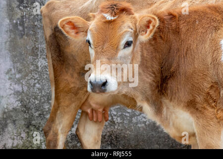 Jersey Kuh und Kalb, Mutter und Sohn im Stall. Stockfoto