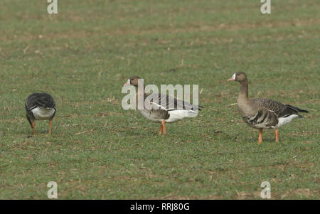 Drei hübsche Winter white-fronted Gänse, Anser albifrons, Fütterung in einem Feld die Landwirte im Vereinigten Königreich. Stockfoto