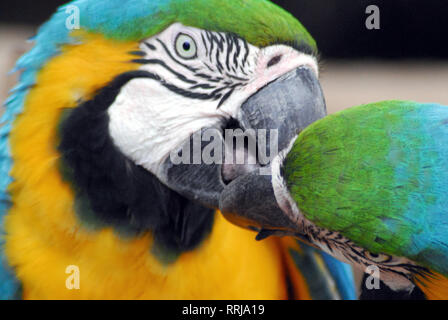 Schön bunten Aras einander füttern. In der Gefangenschaft in Florida fotografiert. Stockfoto