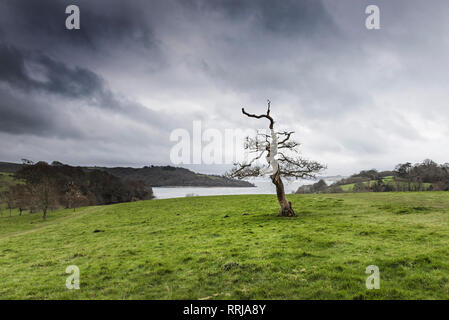 Eine sehr alte Trauben-eiche Quercus pontica Baum in einem Feld an der Küste des Flusses Fal in Cornwall. Stockfoto